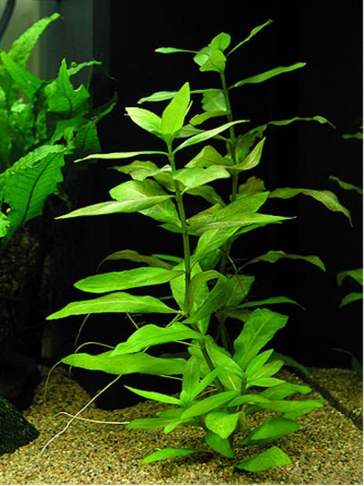 Hygrophila polysperma